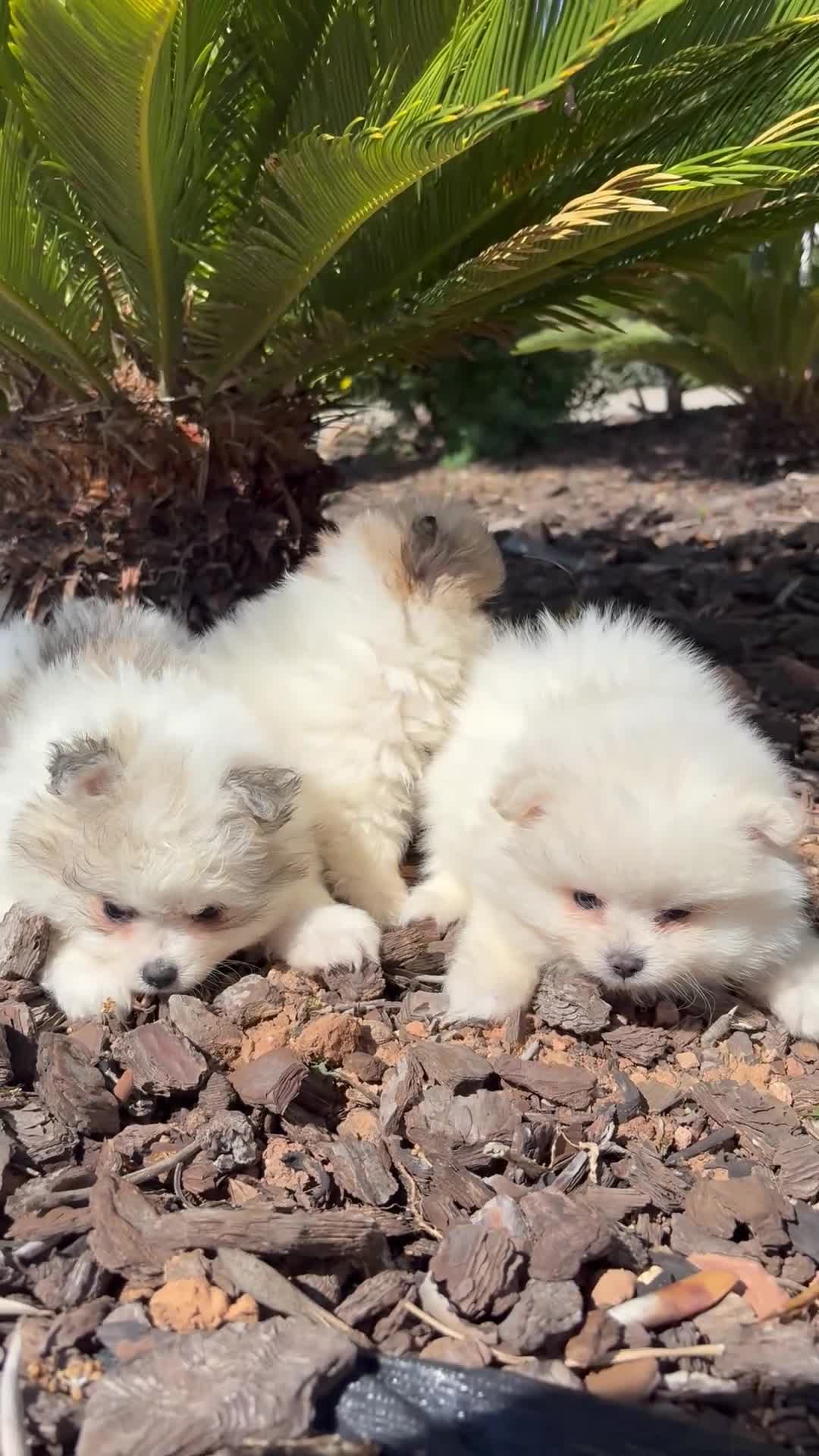Pomerania perros en venta: POMERANIA  - Video 1