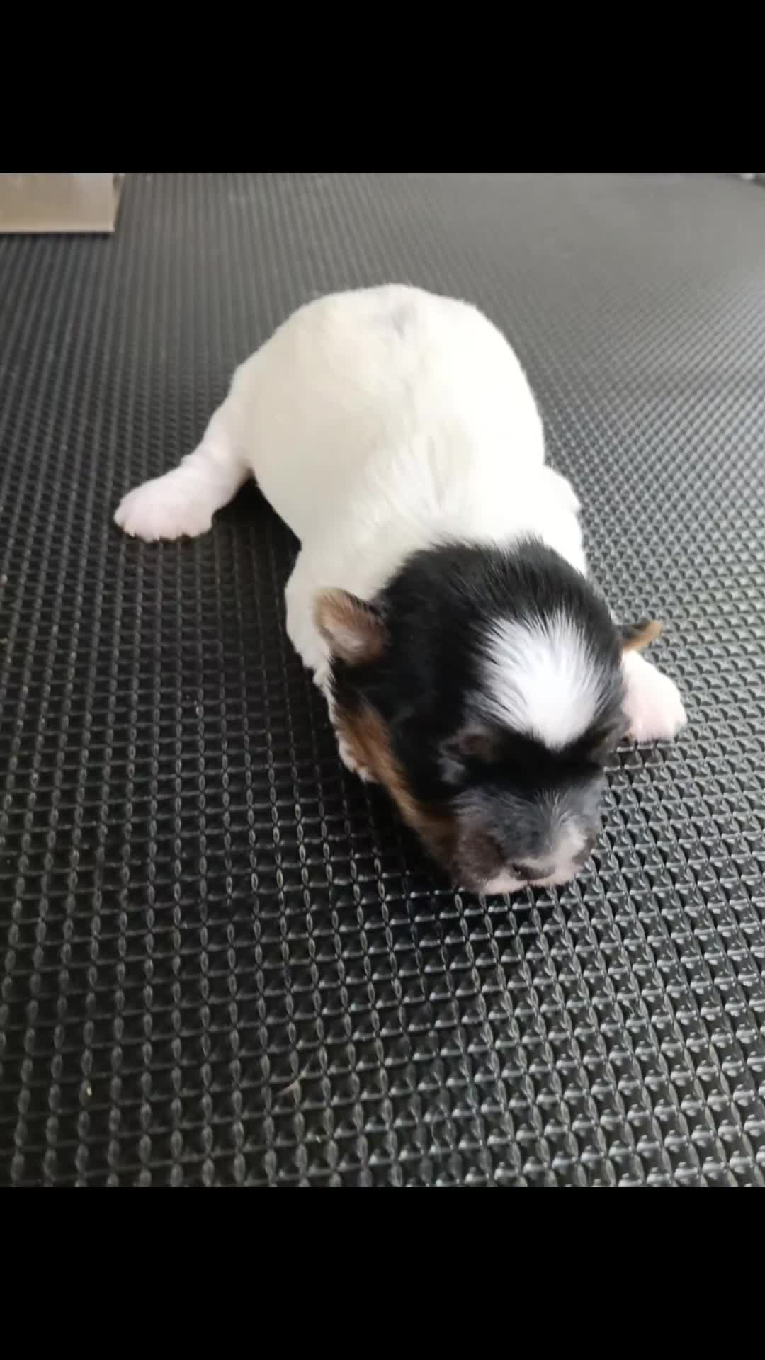 Biewer Yorkshire Terrier a la Pom Pon perros en venta: Hembras biewers pedigree opcional.  - Video 1