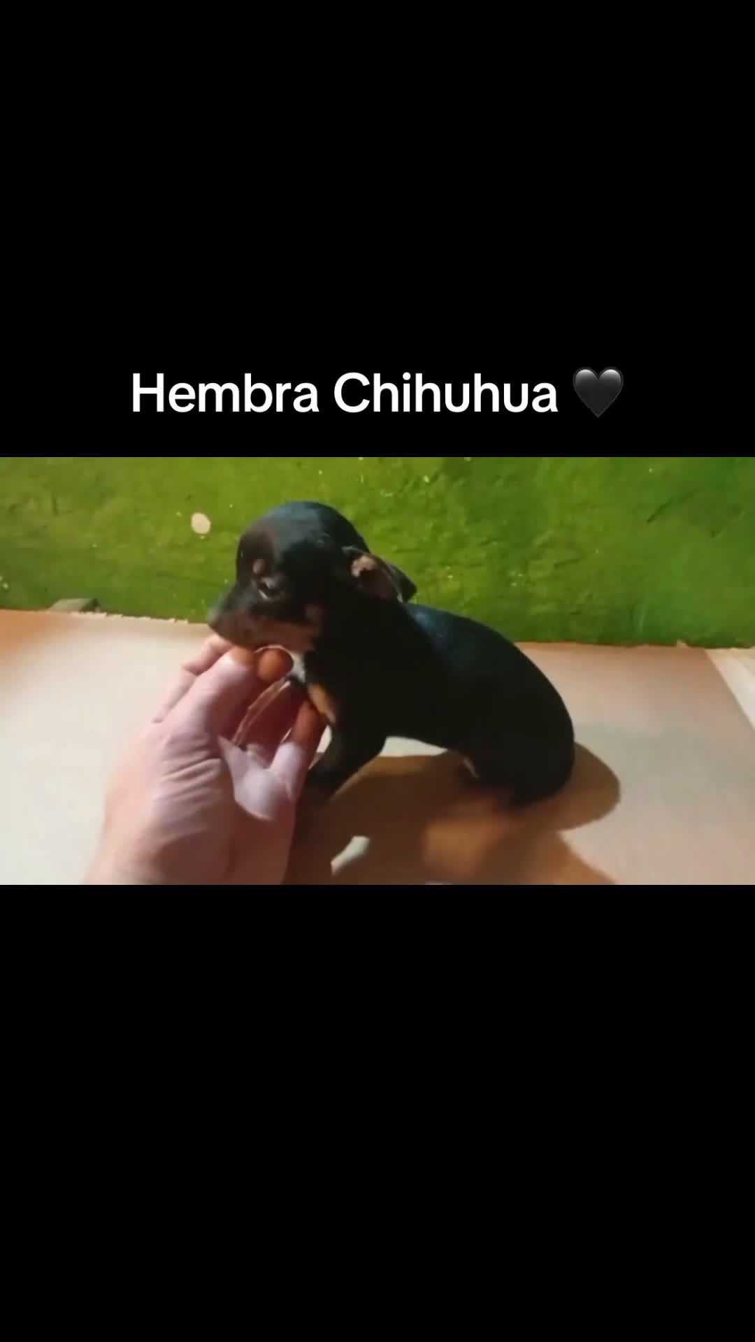 Chihuahua perros en venta: Hembras chihuhuas - Video 2