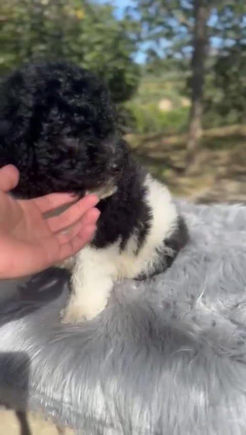 Perro de Agua Español perros en venta: Perro de agua español  - Video 1