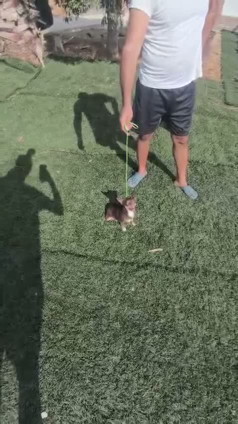 Chihuahua perros en venta: CHIHUAHUA CHOCOLATE CABEZA MANZANA  en Ciudad Real - Video 1
