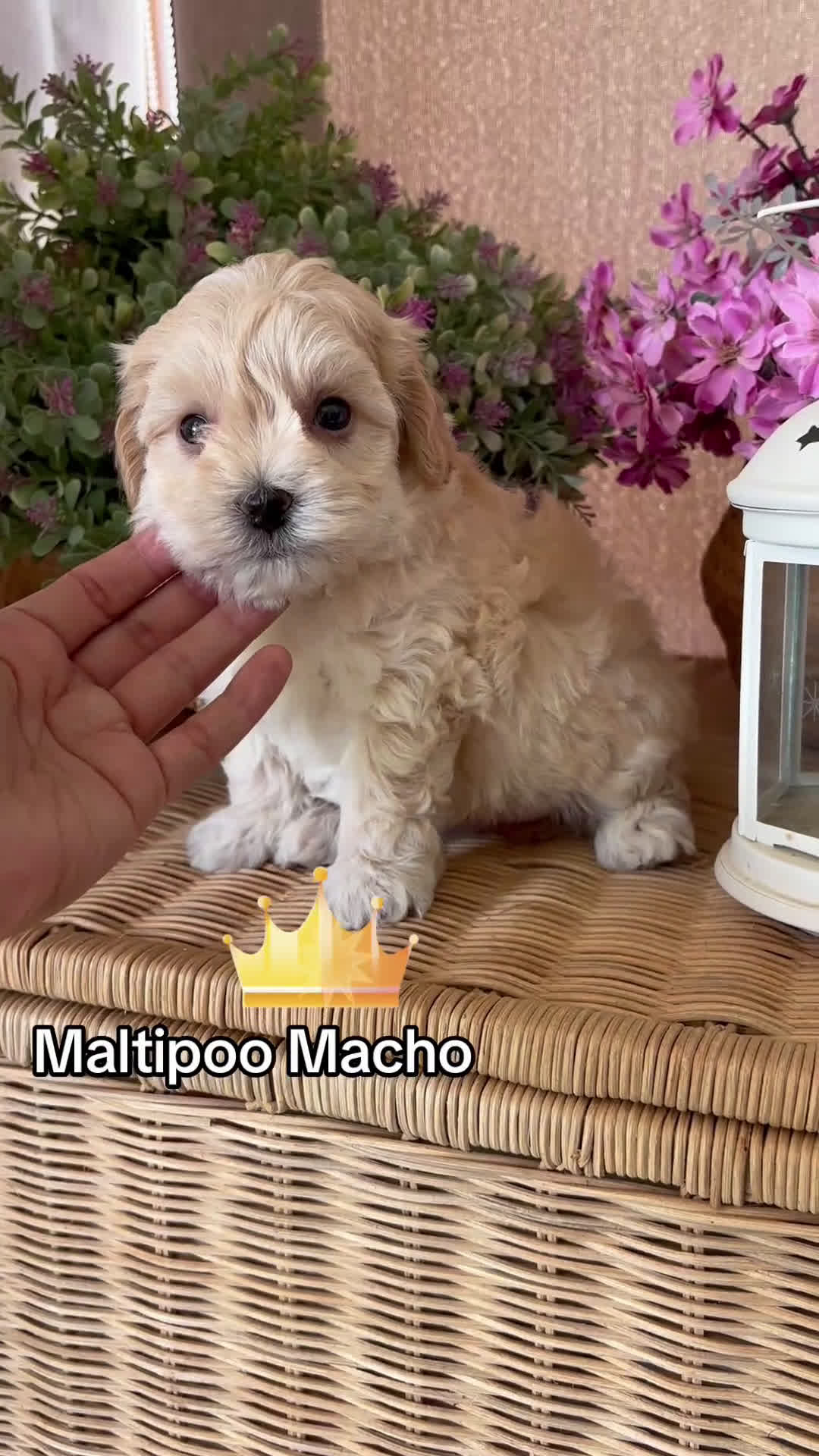 Maltipoo perros en venta: Maltipoo macho disponible  - Video 1