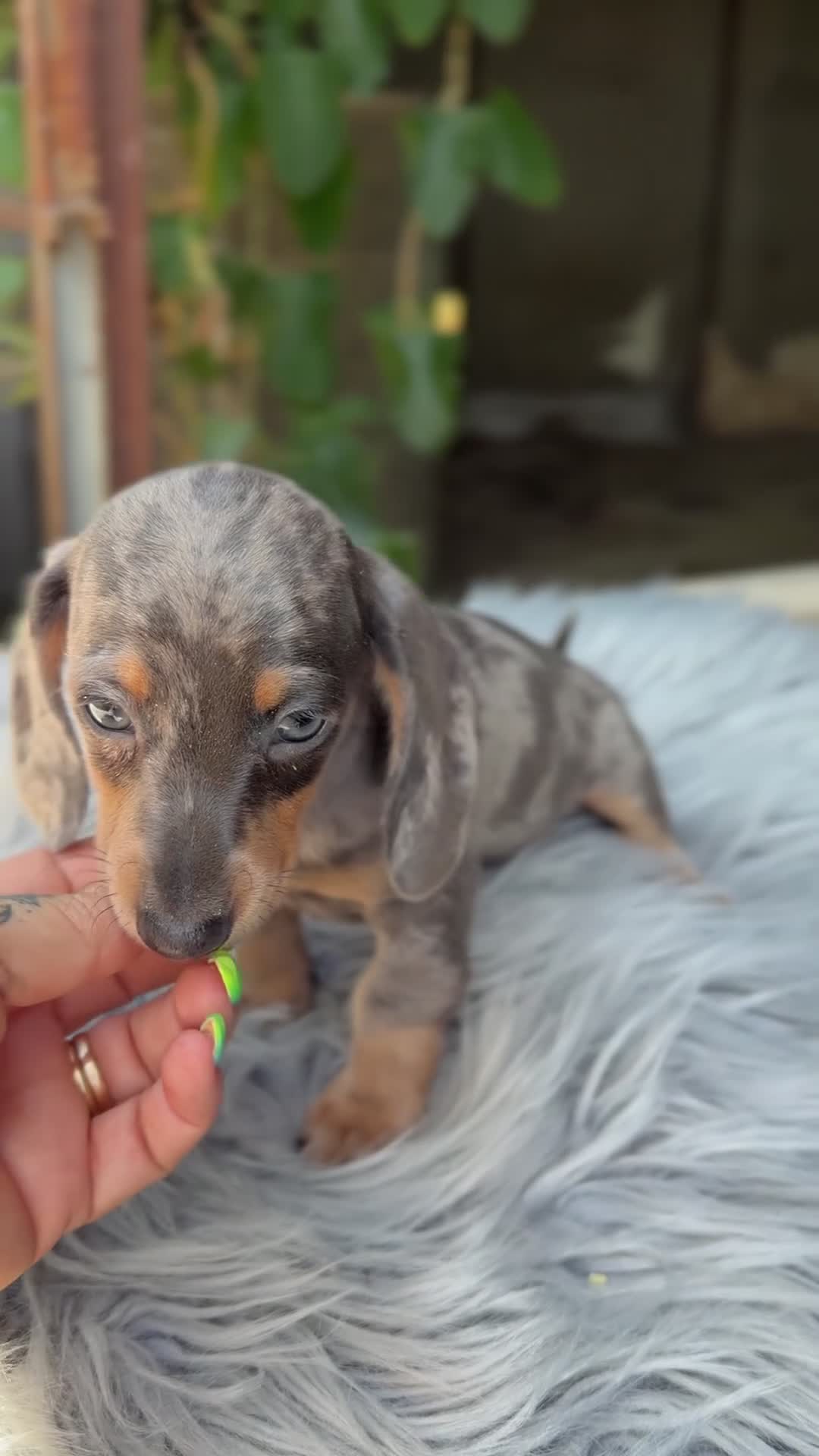 Teckel Miniatura perros en venta: Teckel Arlequin mini  - Video 1