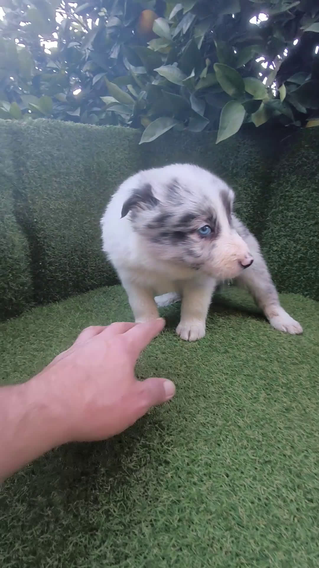 Border Collie perros en venta: border collie blue merle y blancos y negros  - Video 1