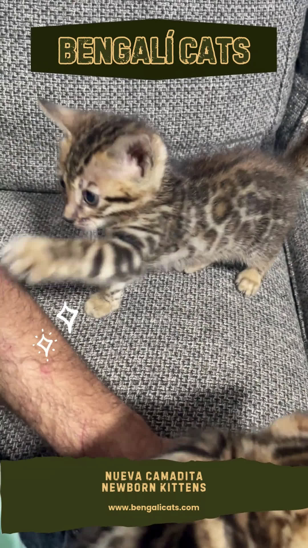 Bengalí gatos en venta: Gatita Bengalí - 3 Meses - Video 1