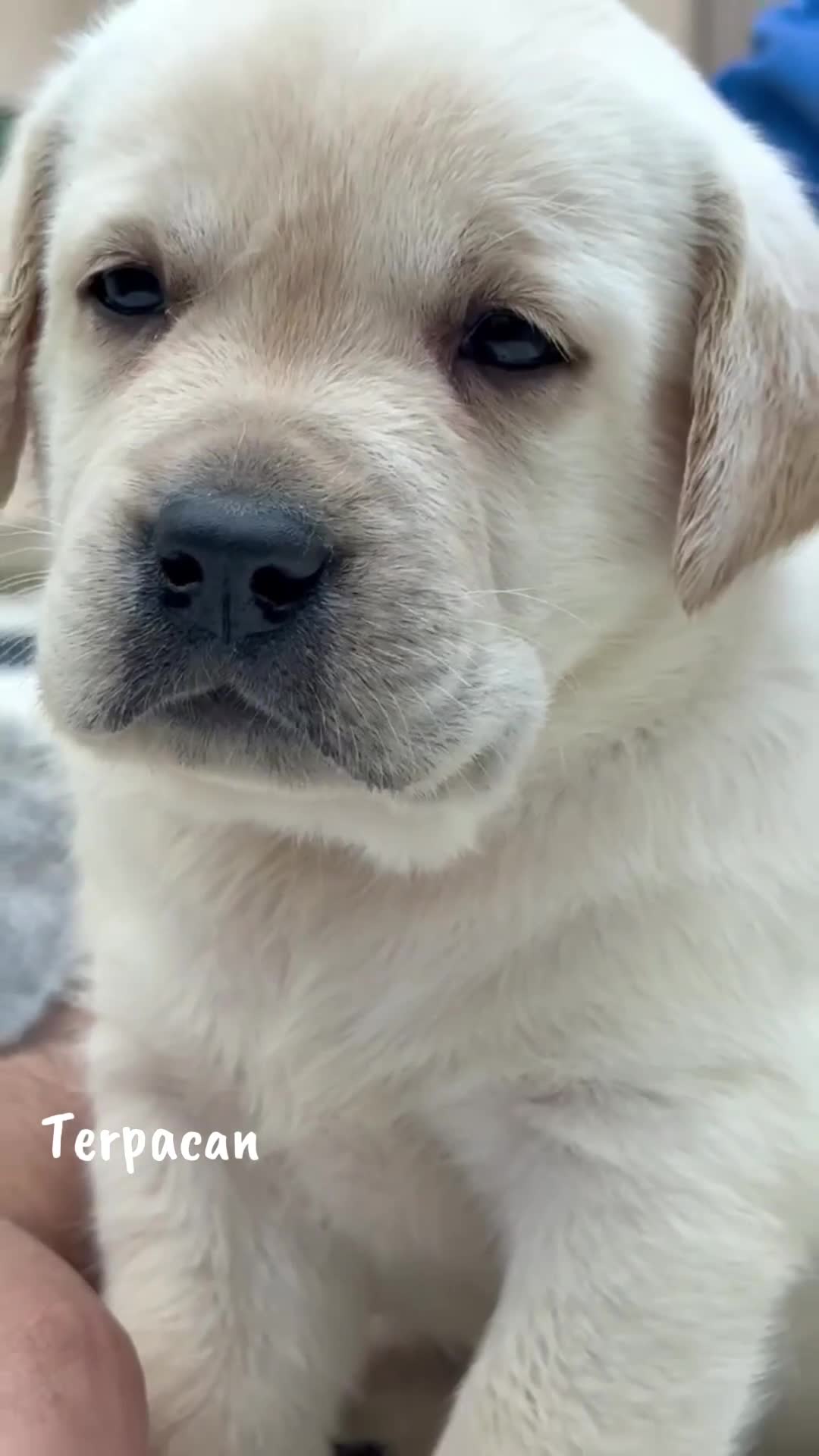 Labrador Retriever perros en venta: Cachorros Labrador Retriever  - Video 1