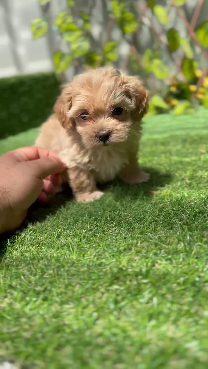 Maltipoo perros en venta: Comprar Maltipoo  - Video 1