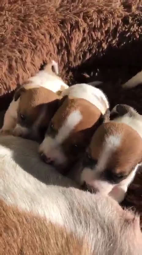 Jack Russell Terrier perros en venta: Tiernas Jack Russell Terrier🤍🤎 - Video 1