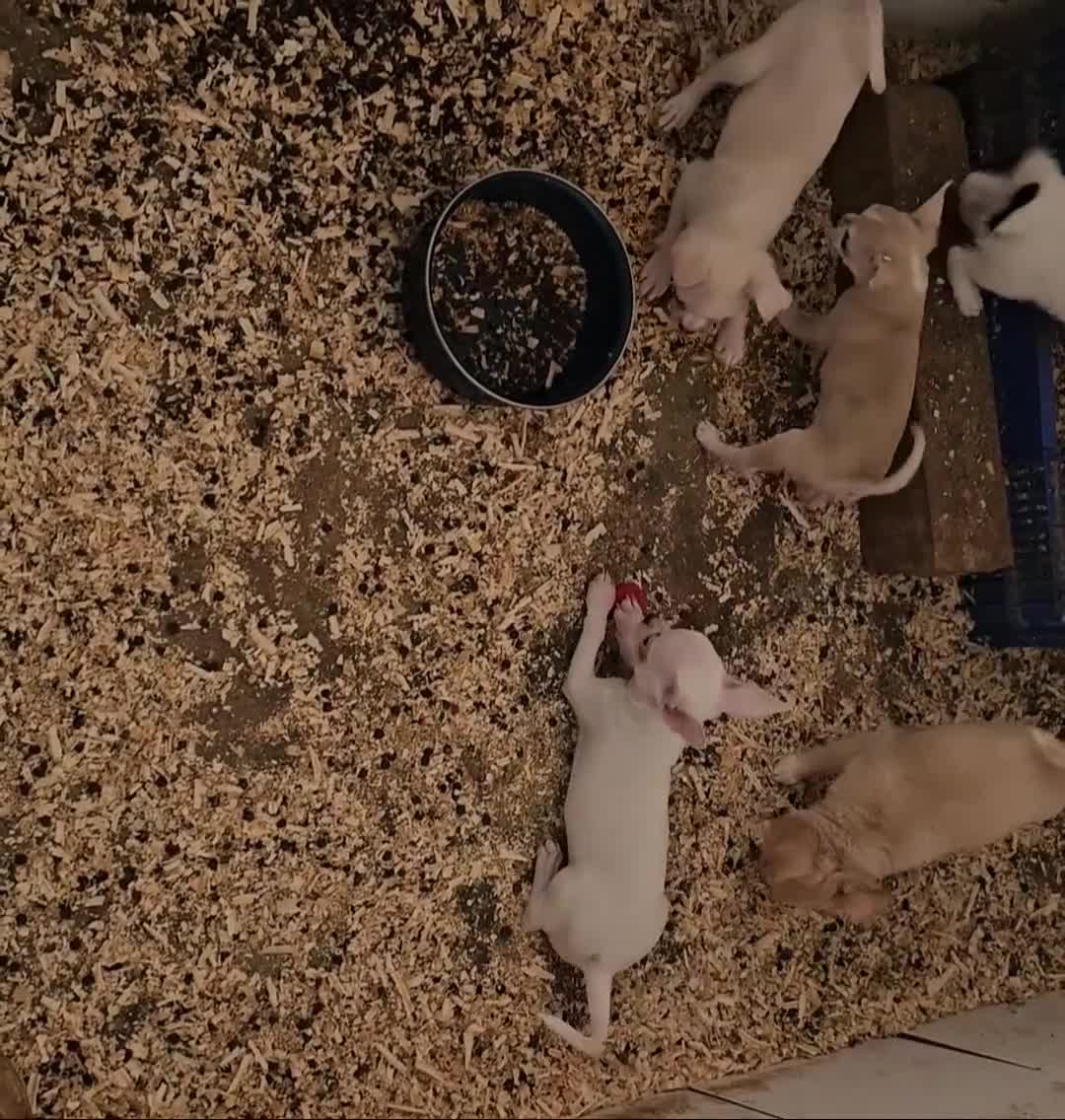 Chihuahua perros en venta: Chihuahuas mini - Video 1