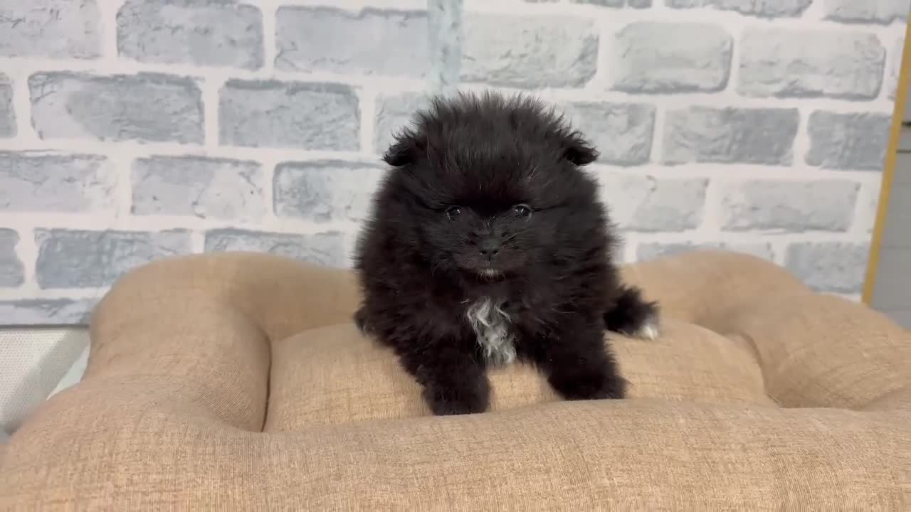 Pomerania perros en venta: Lulú de pomerania Macho y hembra en granada  - Video 1