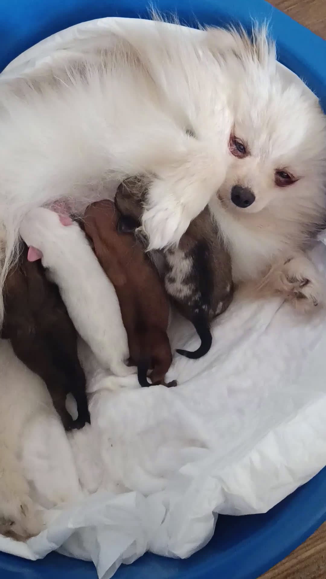 Pomerania perros en venta: Pomerania  - Video 1