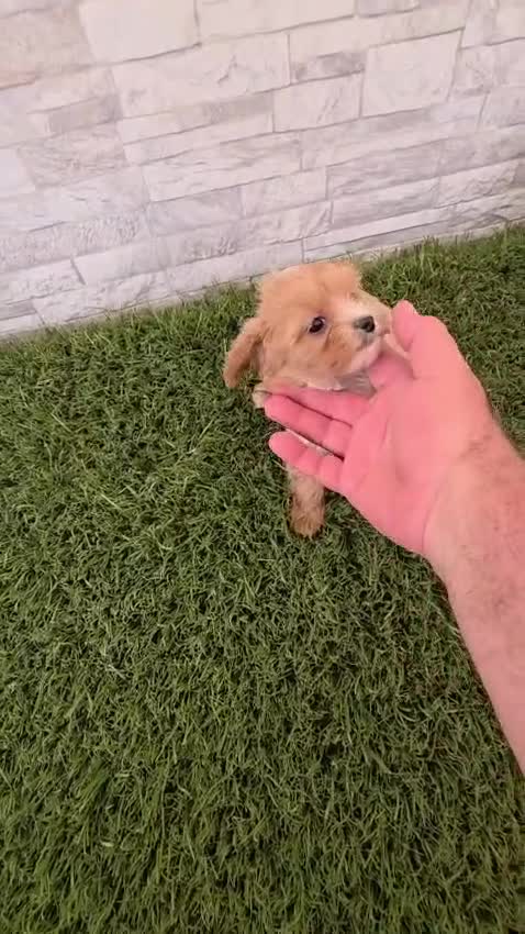 Maltipoo perros en venta: MALTIPOO - Video 1