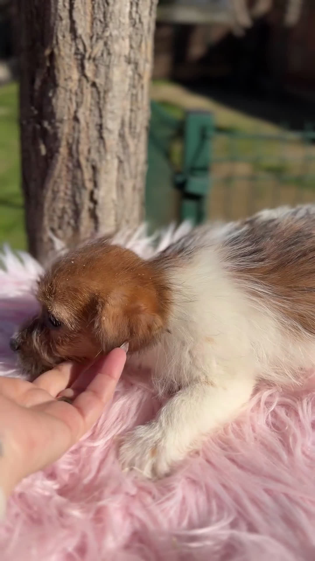 Jack Russell Terrier perros en venta: Jack Russell pelo Broken  - Video 1