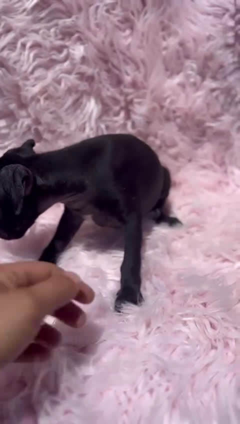 Pequeño Lebrel Italiano perros en venta: Piccolo italiano  - Video 1