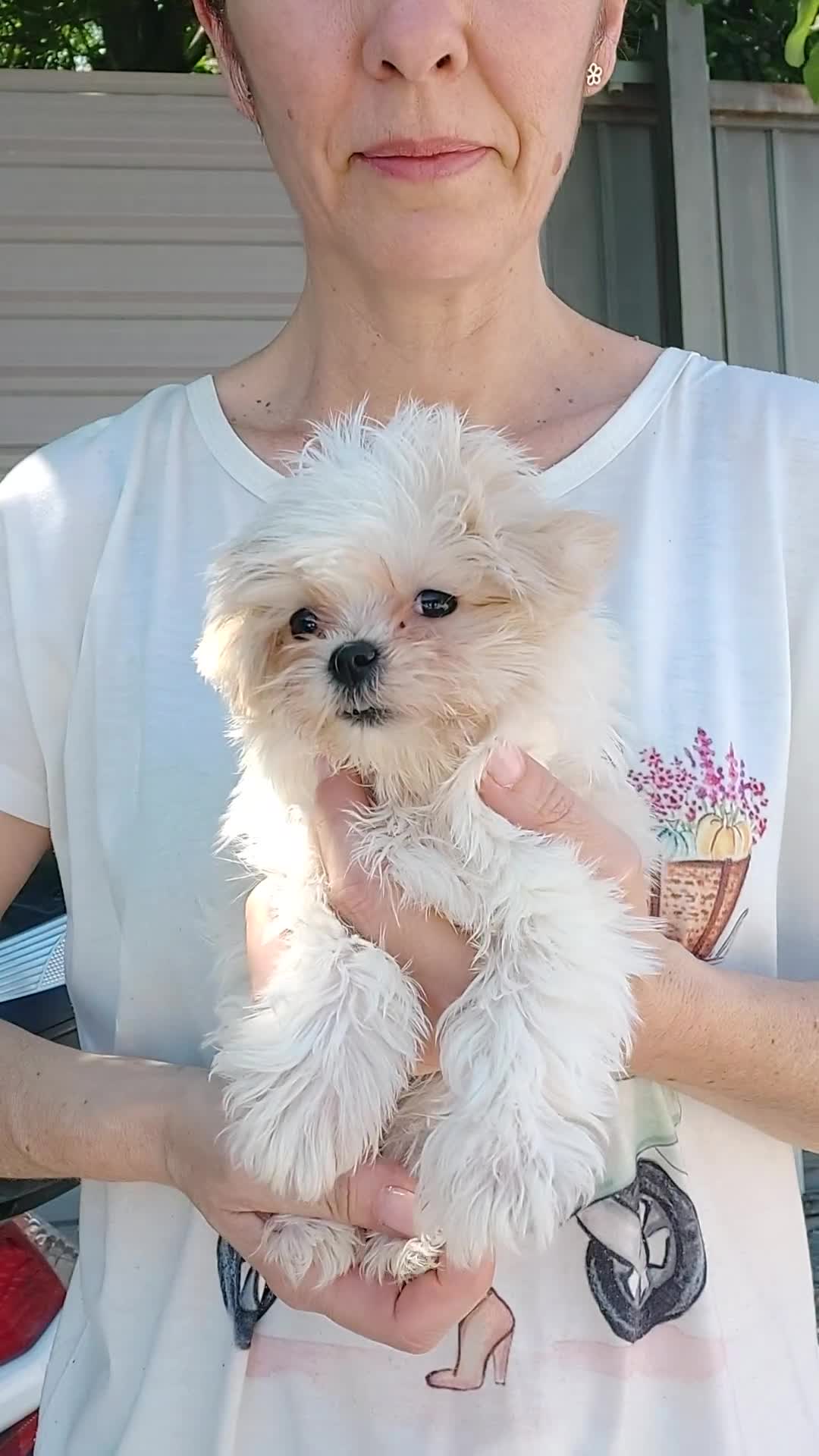 Bichón Maltés perros en venta: Bichón maltés  - Video 1