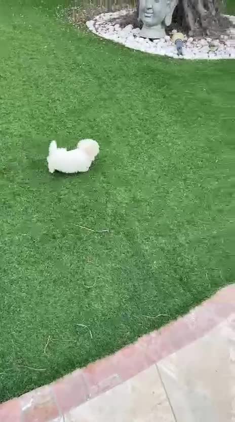 Bichón Maltés perros en venta: Bichon maltés toy coreano🐶🐾 en Alicante - Video 1