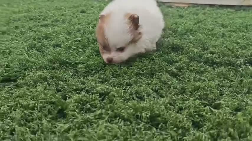 Pomerania perros en venta: Pomerania - Video 4