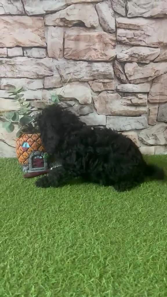 Caniche Toy perros en venta: CANICHE NEGRO MINI TOY - Video 2