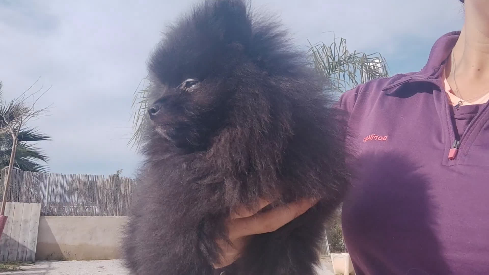 Pomerania perros en venta: Lulú de pomerania precio real. - Video 4