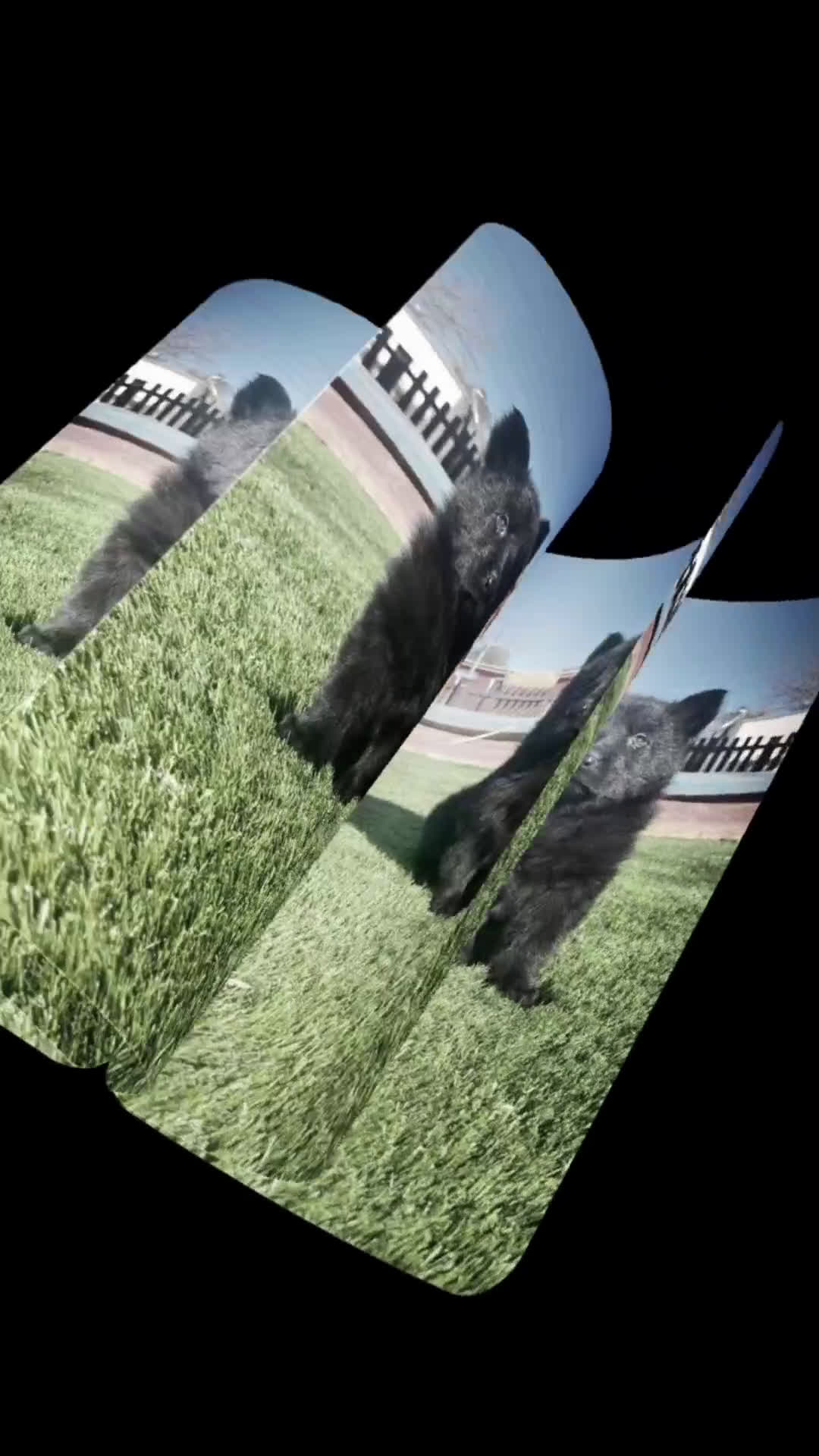 Pastor Alemán perros en venta: Cachorras de trabajo negras en Valencia - Video 1