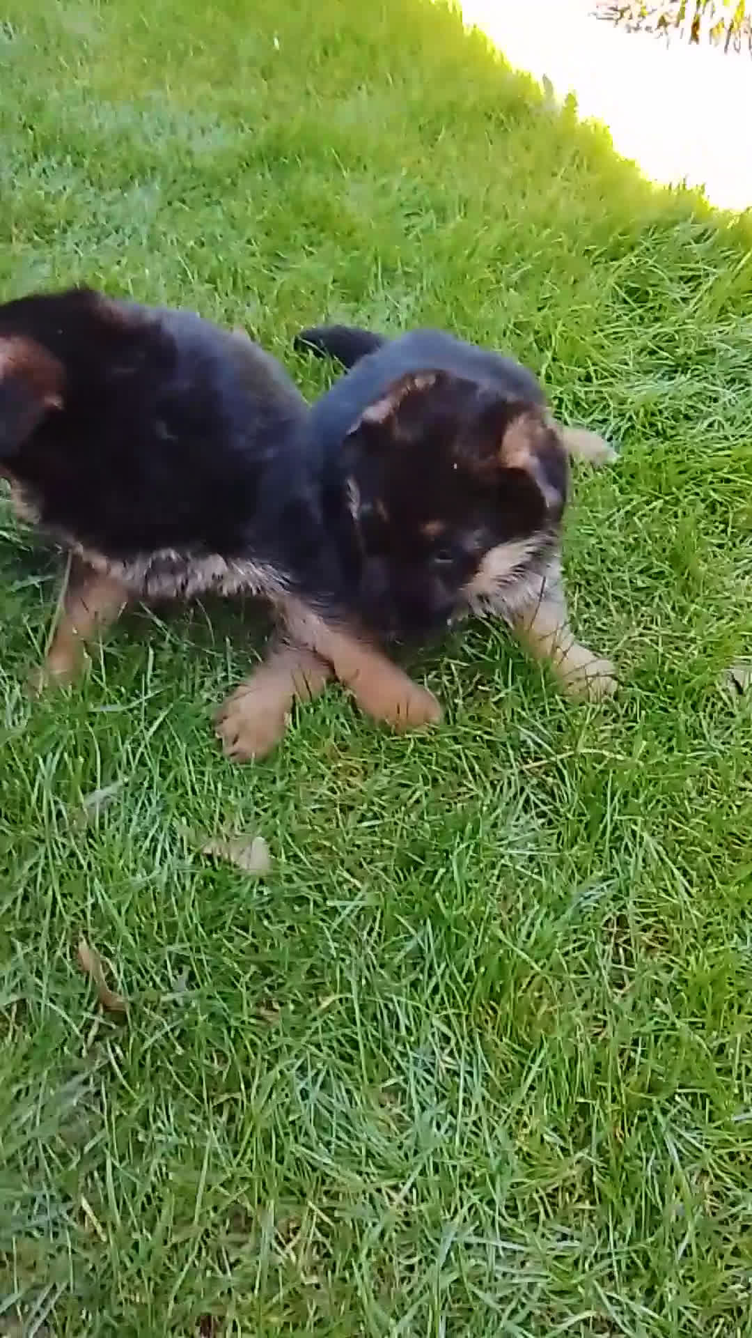 Pastor Alemán perros en venta: Preciosa camada de pastores alemanes  - Video 2