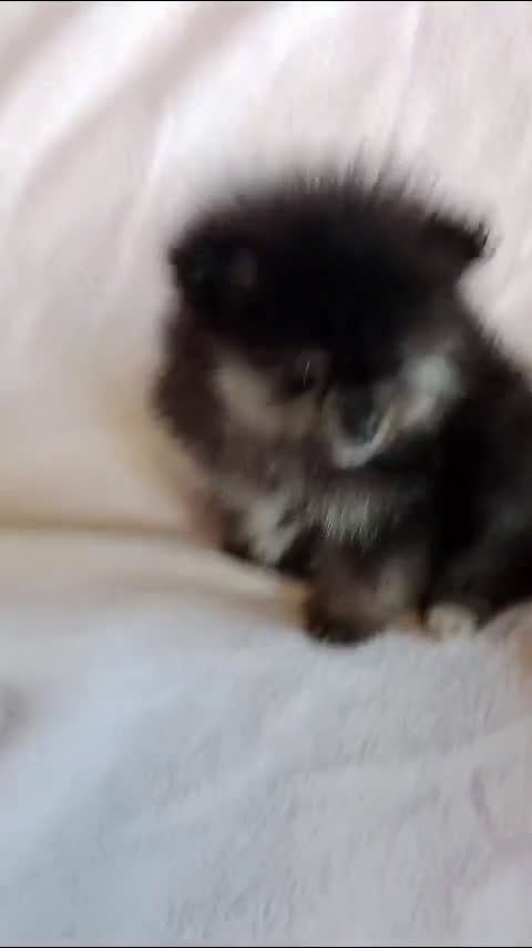 Pomerania perros en venta: Pomerania machos y hembras disponibles  en Granada - Video 1