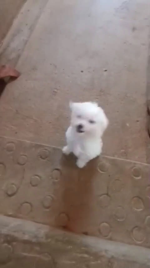 Bichón Maltés perros en venta: MACHITO SÚPER TOY de BICHON MALTES - Video 1