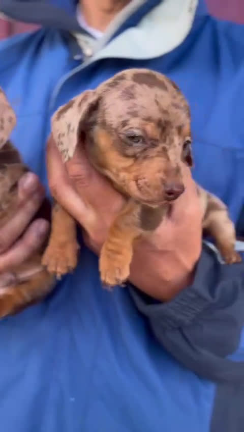 Teckel Miniatura perros en venta: Impresionantes Teckel miniaturas. 601144783 .  - Video 1