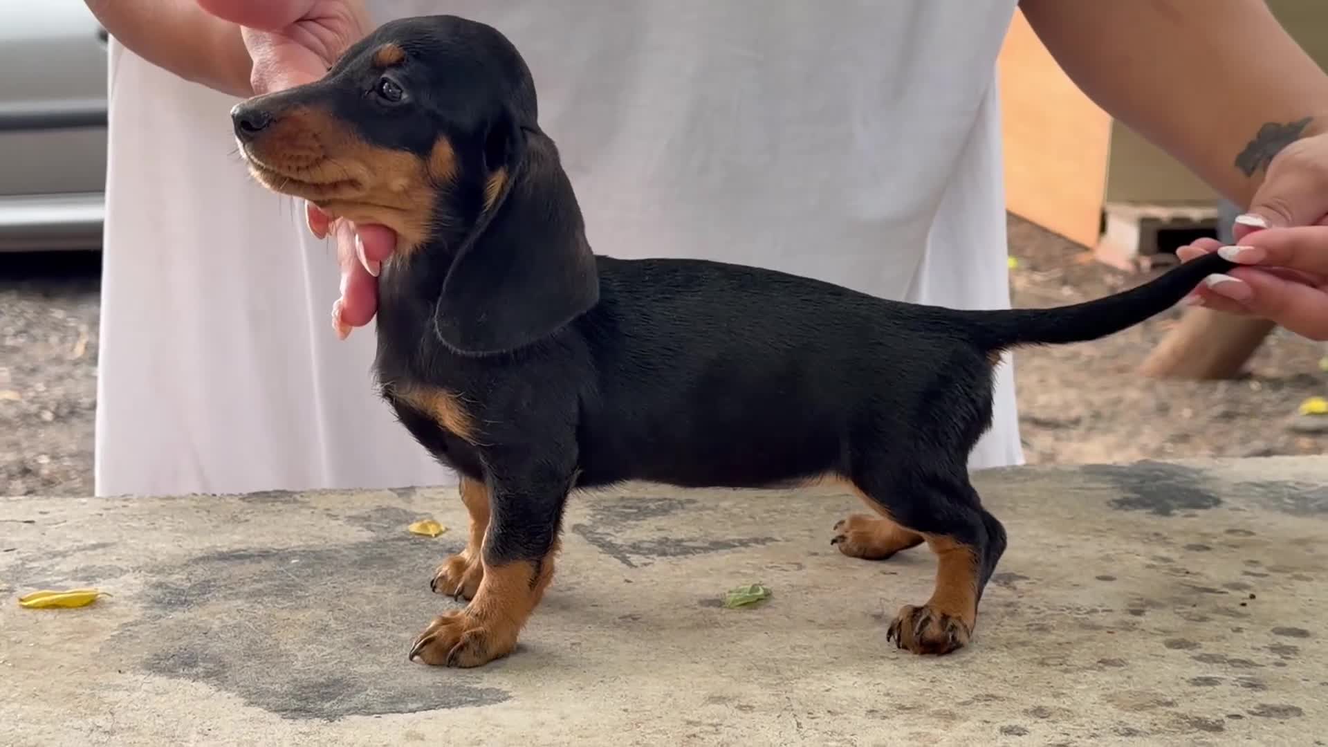 Teckel Miniatura perros en venta: Teckel mini  - Video 2
