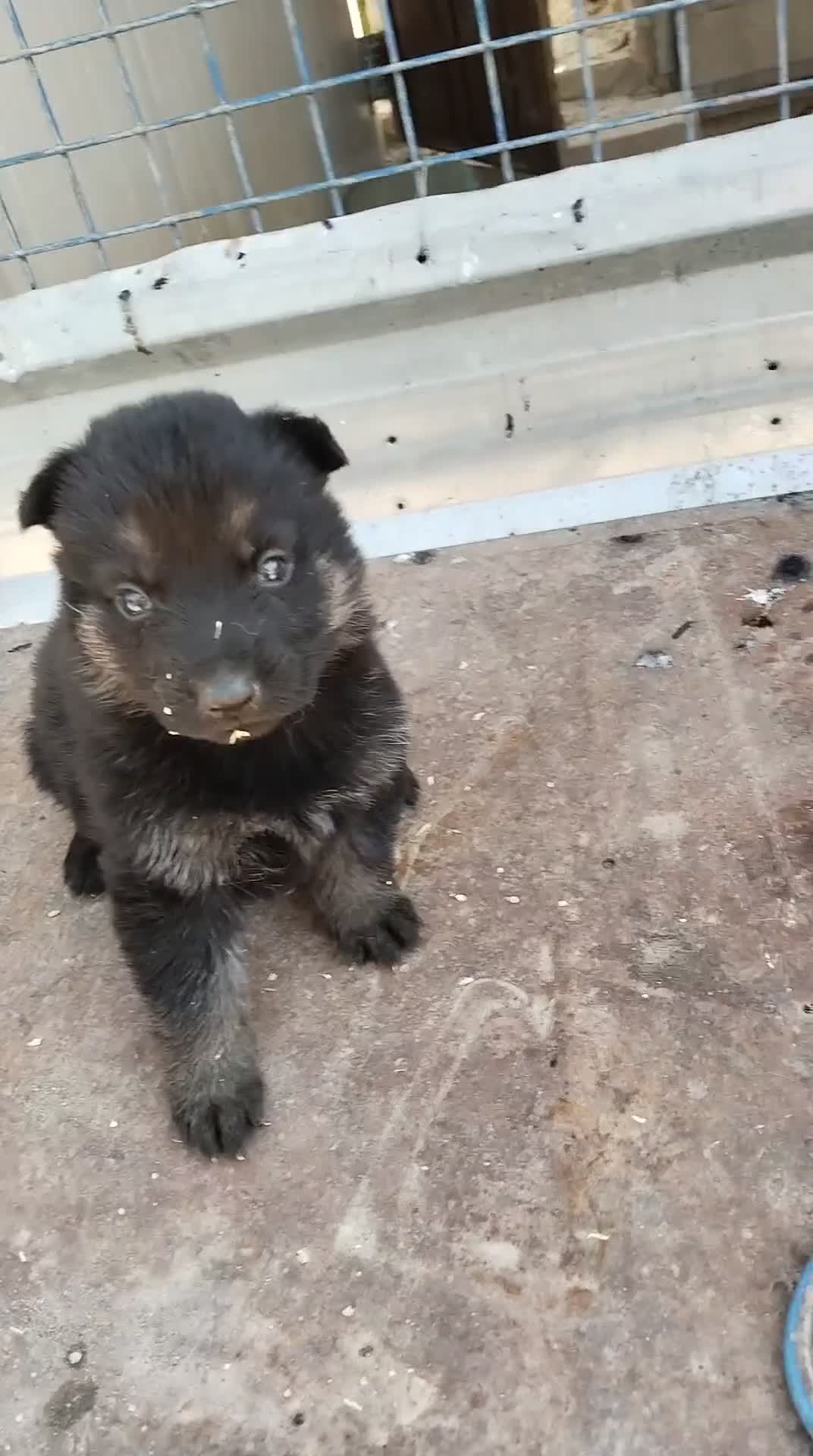 Pastor Alemán perros en venta: Disponible 5 hembras de Pastor alemán  - Video 1