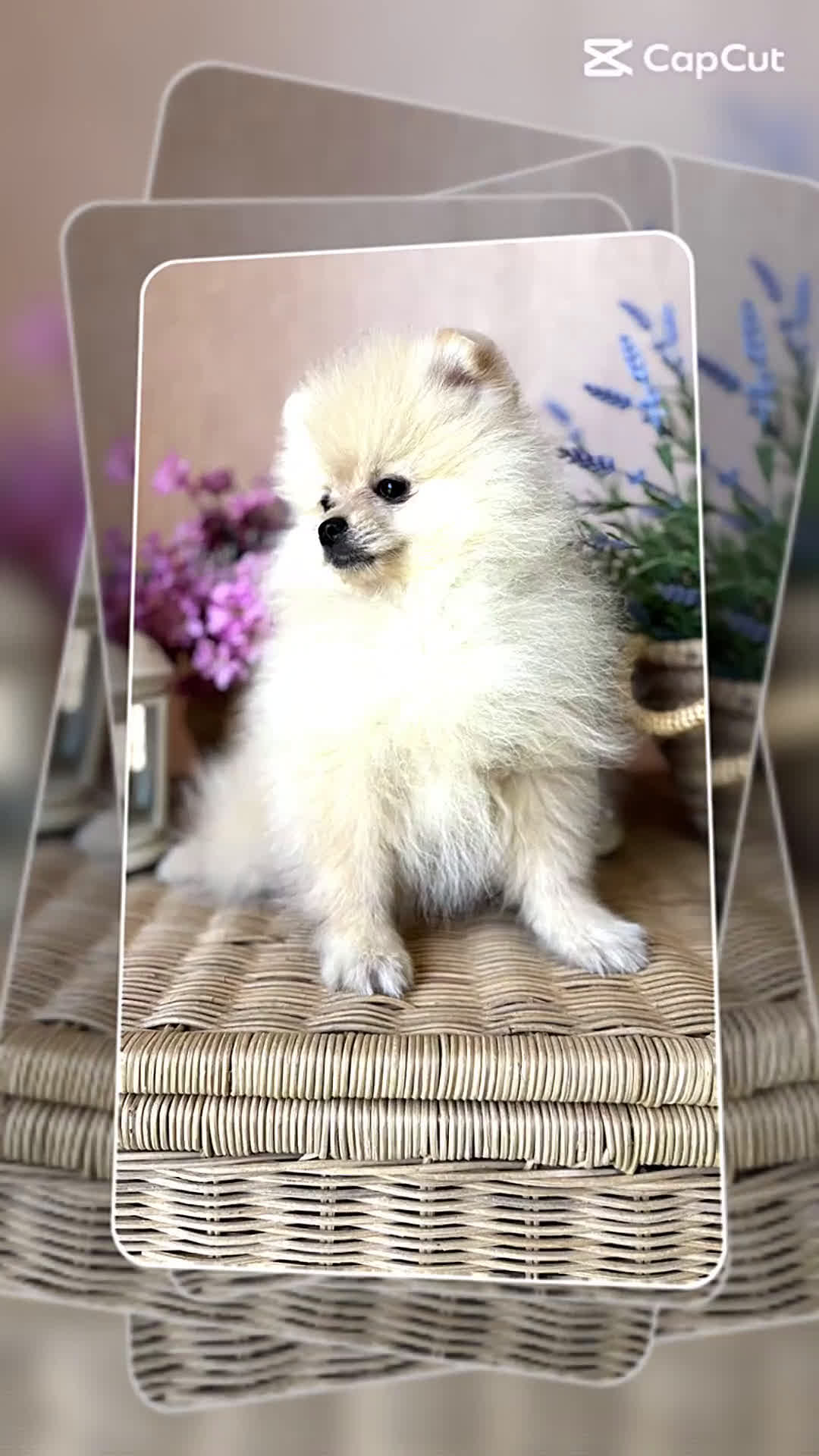 Pomerania perros en venta: Pomerania !!!!! Macho disponible  - Video 1