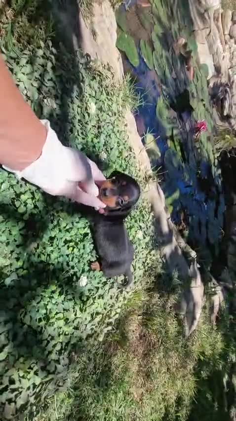 Teckel Miniatura perros en venta: Preciosos teckels mini kanichen, varios colores!! - Video 2