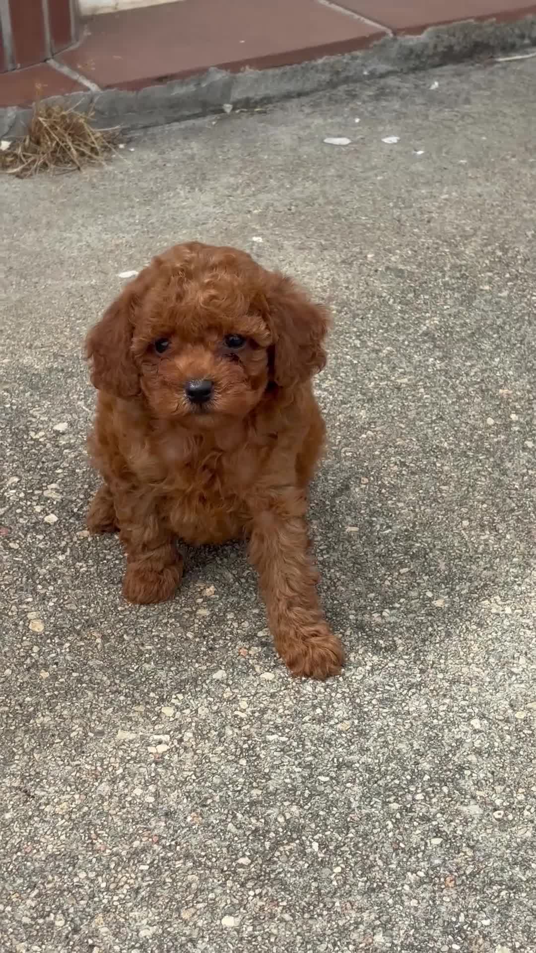 Caniche Toy perros en venta: caniche toy en Madrid - Video 1