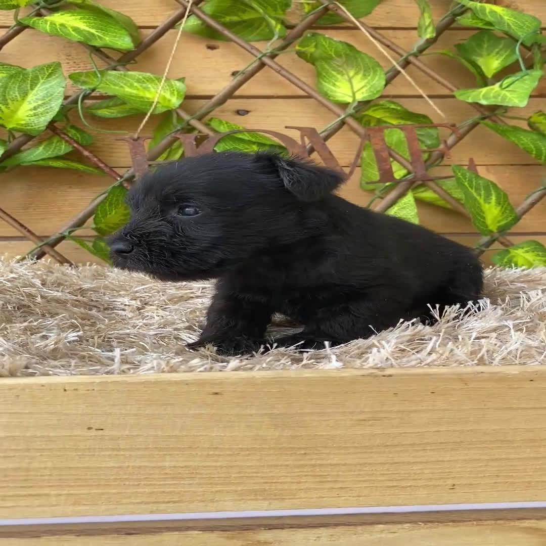 Schnauzer Miniatura perros en venta: Camada de Romie - Video 1