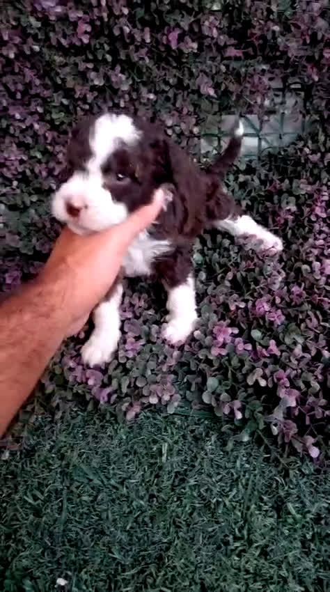 Perro de Agua Español perros en venta: Perro de aguas bicolor - Video 1
