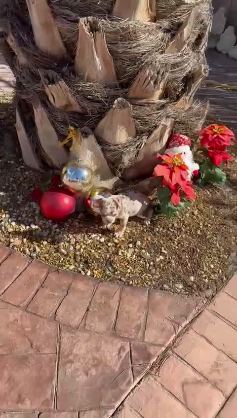 Chihuahua perros en venta: Chihuahua merle - Video 1