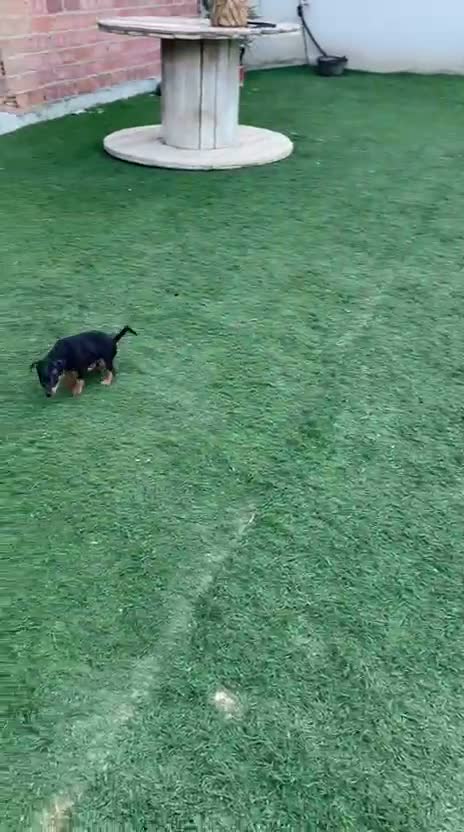 Pinscher Miniatura perros en venta: Minipincher - Video 1