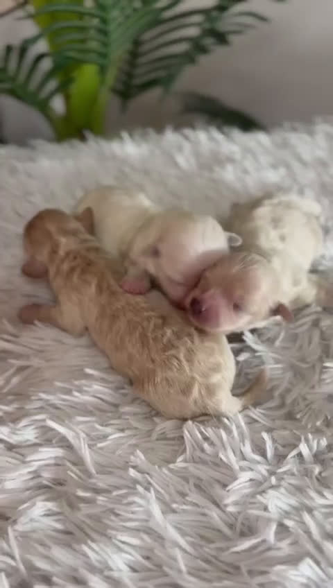 Maltipoo perros en venta: MALTIPOO  - Video 1