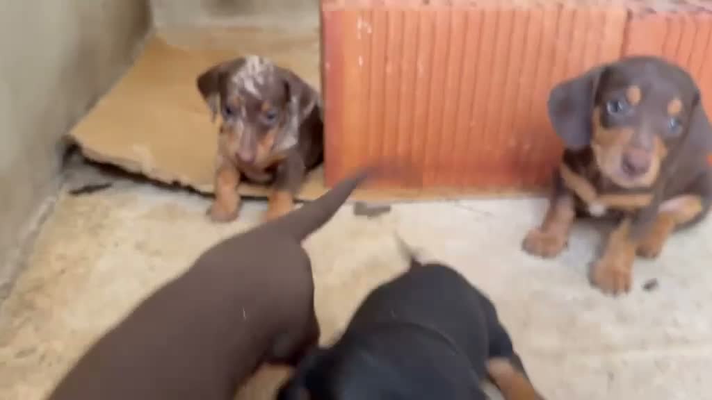 Teckel Miniatura perros en venta: Cachorros de teckel mini  - Video 1