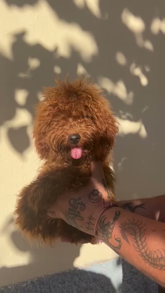 Caniche Enano perros en venta: Caniche enano  - Video 1