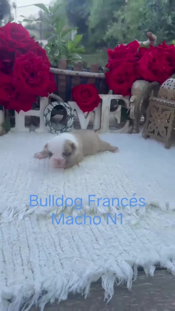 Bulldog Francés perros en venta: Bulldog francés Macho muy buena morfología  - Video 1