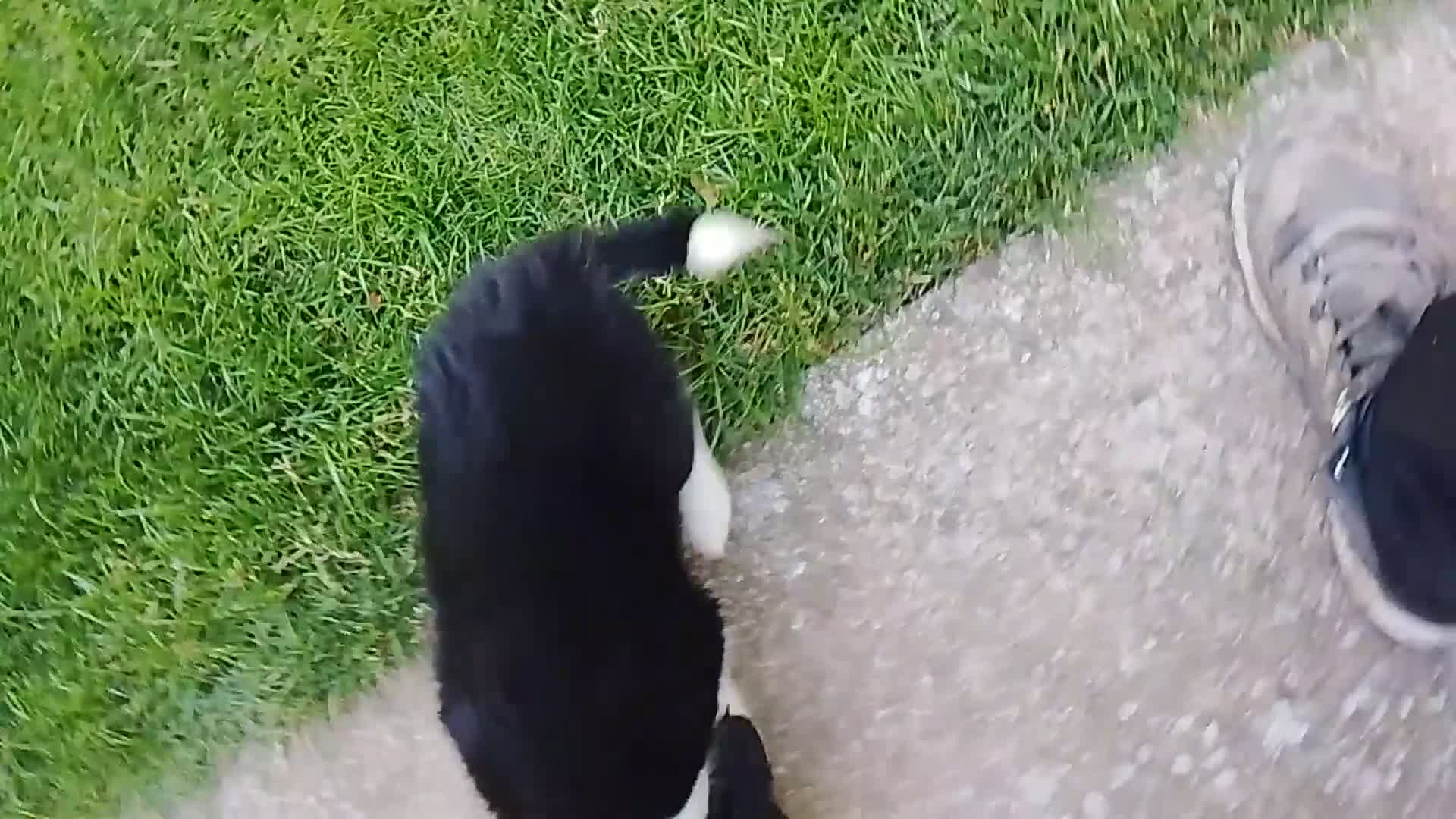 Border Collie perros en venta: Cacharros de border collie línea de belleza  - Video 1