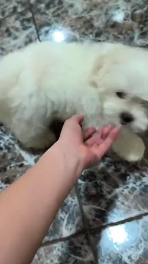 Bichón Maltés perros en venta: Bichón maltes  - Video 1
