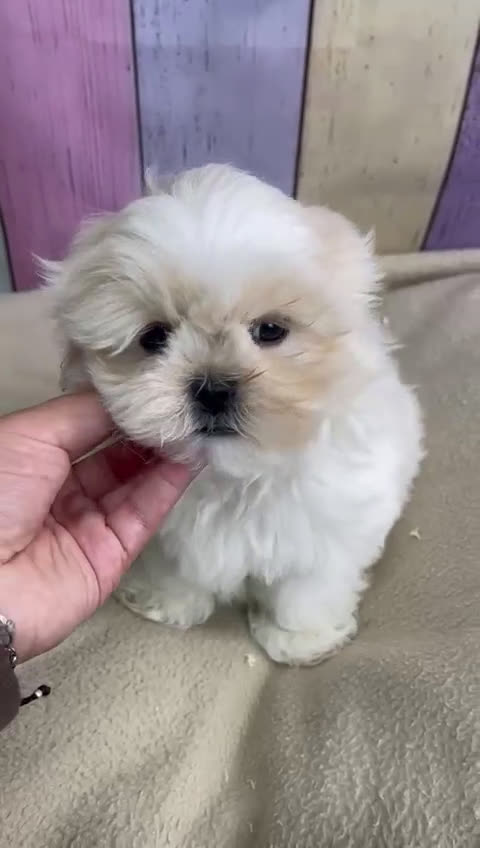 Shih Tzu perros en venta: Shih Tzu hembras !!!! Disponibles  - Video 4