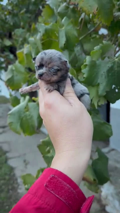 Chihuahua perros en venta: Cachorros Chihuahua toy cabeza manzana - Video 3