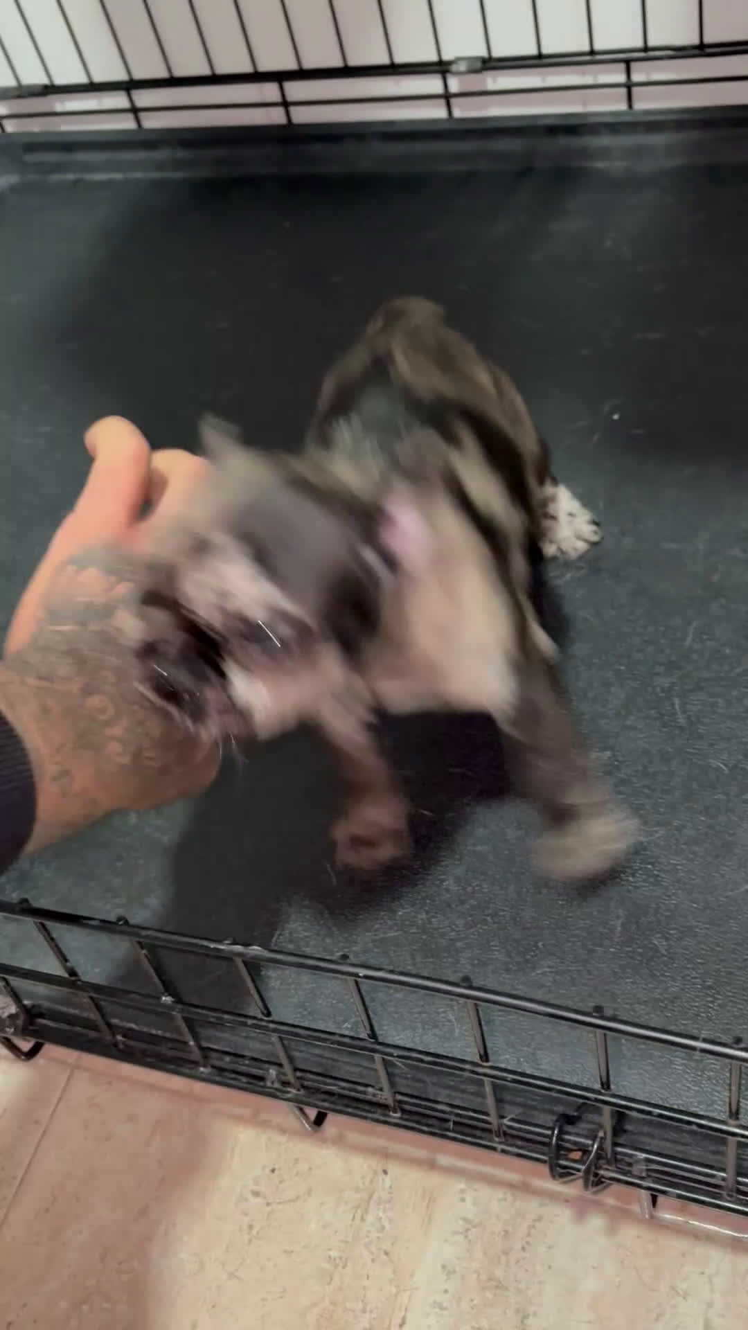 Bulldog Francés perros en venta: Cachorra bulldog francés merle  - Video 1
