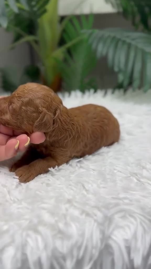Raza Mixta perros en venta: CANICHE 💙💙 - Video 1
