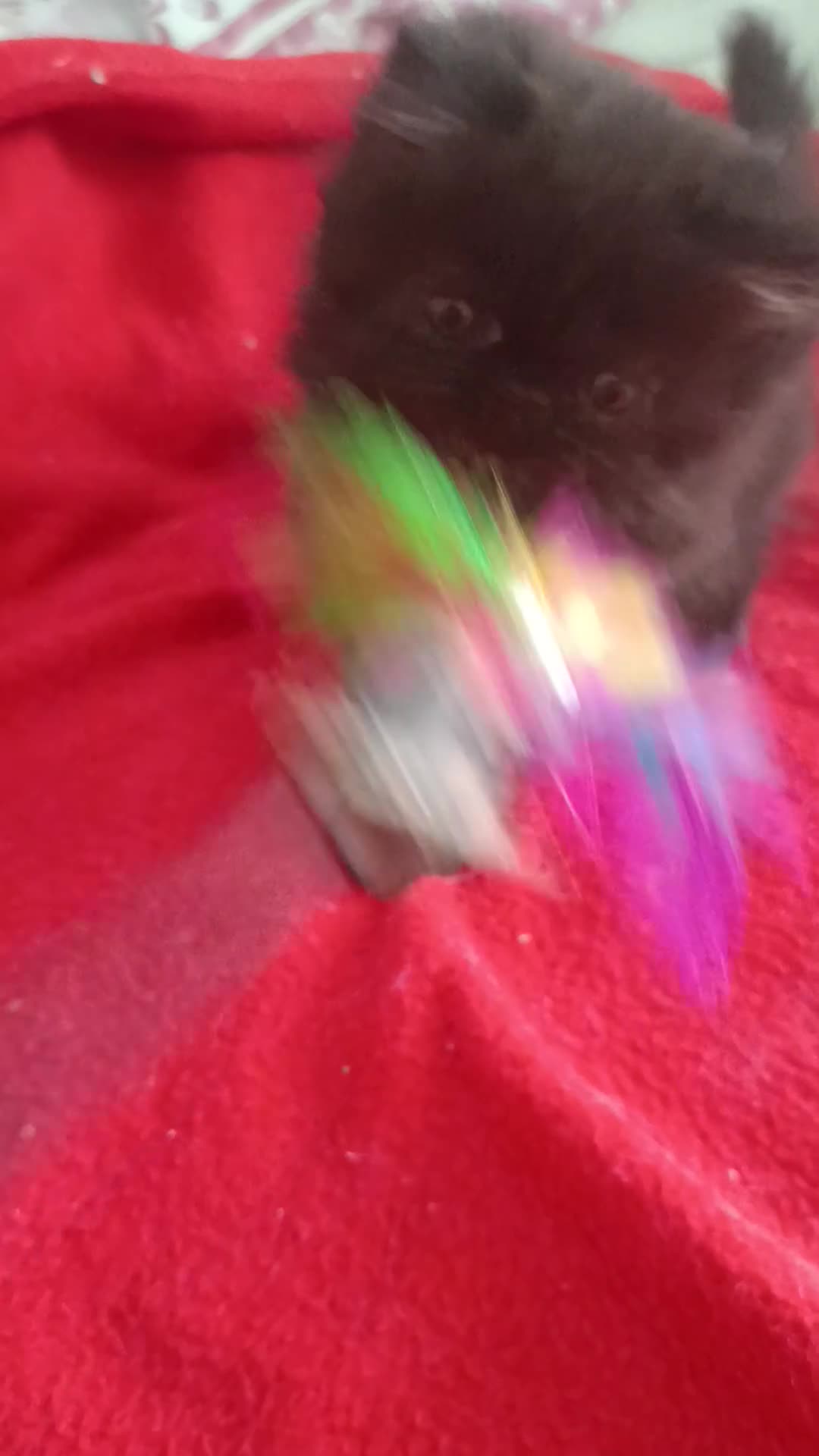 Persa gatos en venta: CACHORRO PERSA NEGRO - Video 1