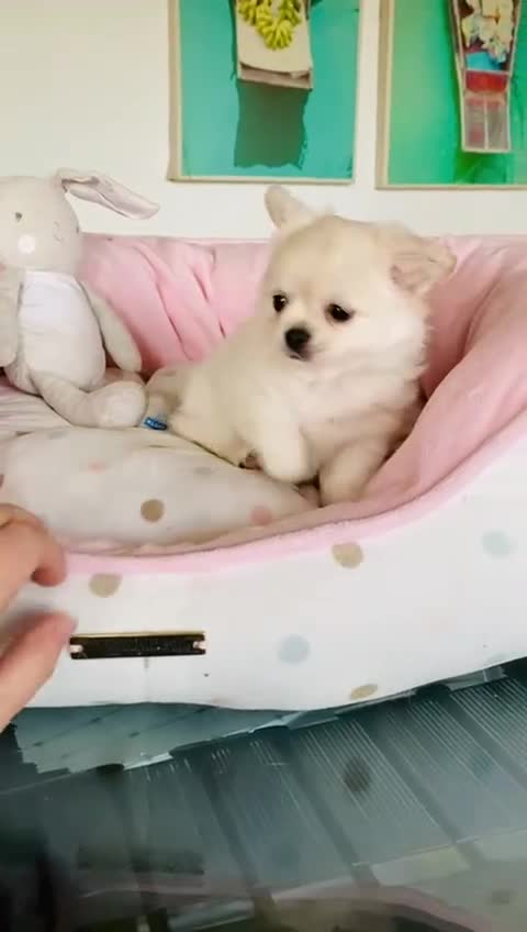 Chihuahua perros en venta: Chihuahua  - Video 1