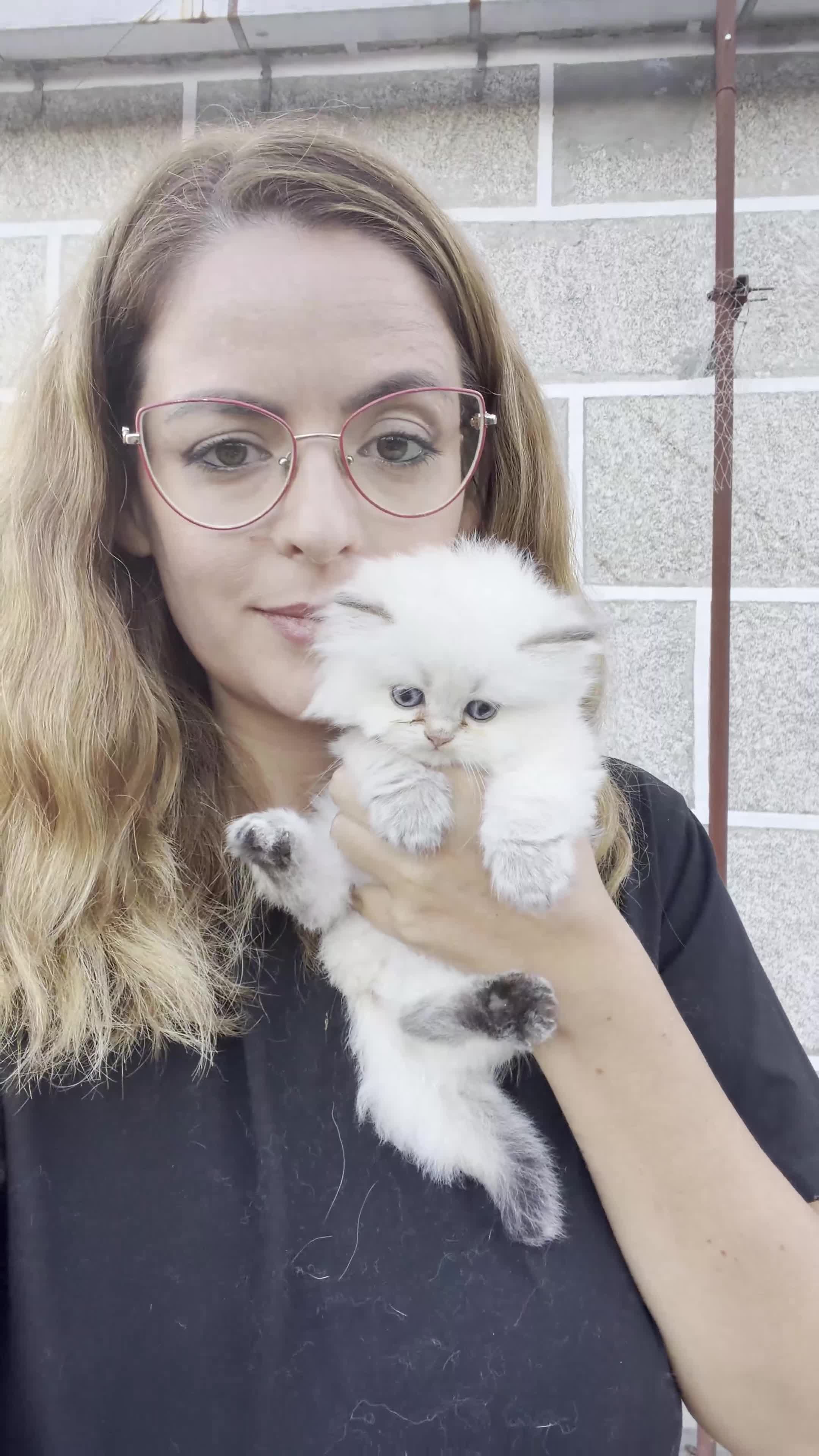 Británico de Pelo Largo gatos en venta: Gatitos British Long Hair Golden y Silver - Video 1